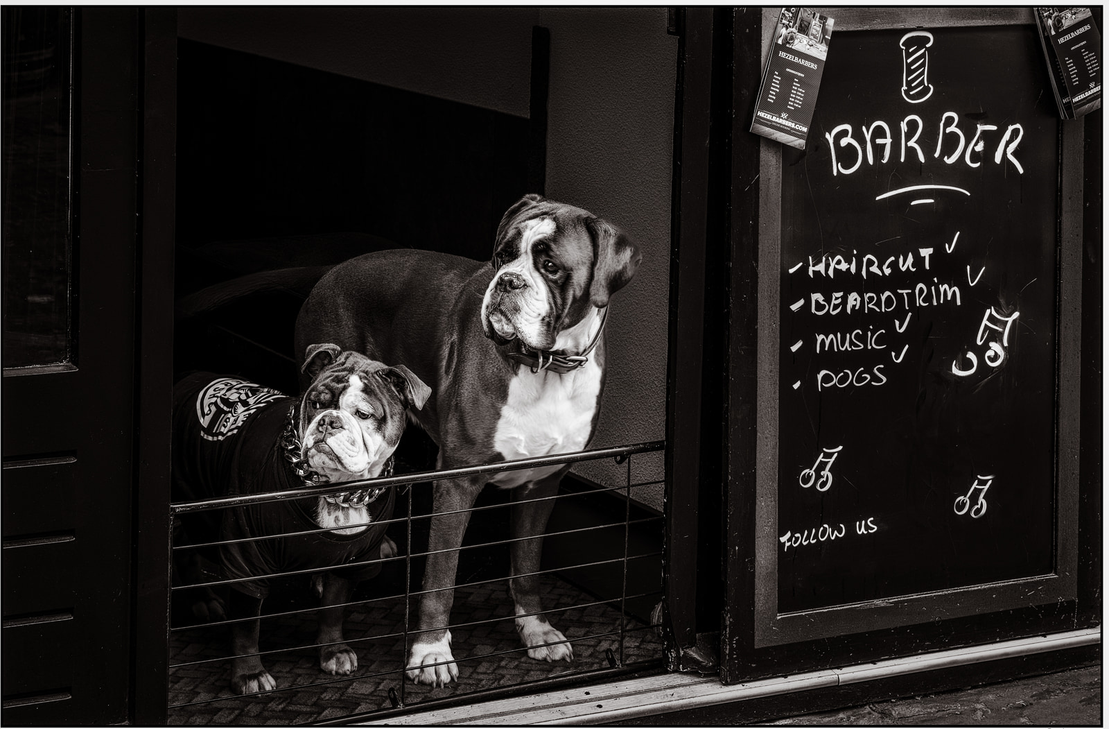 Two bulldog dogs stand side by side in front of a storefront window, one wearing a black shirt with a graphic design.