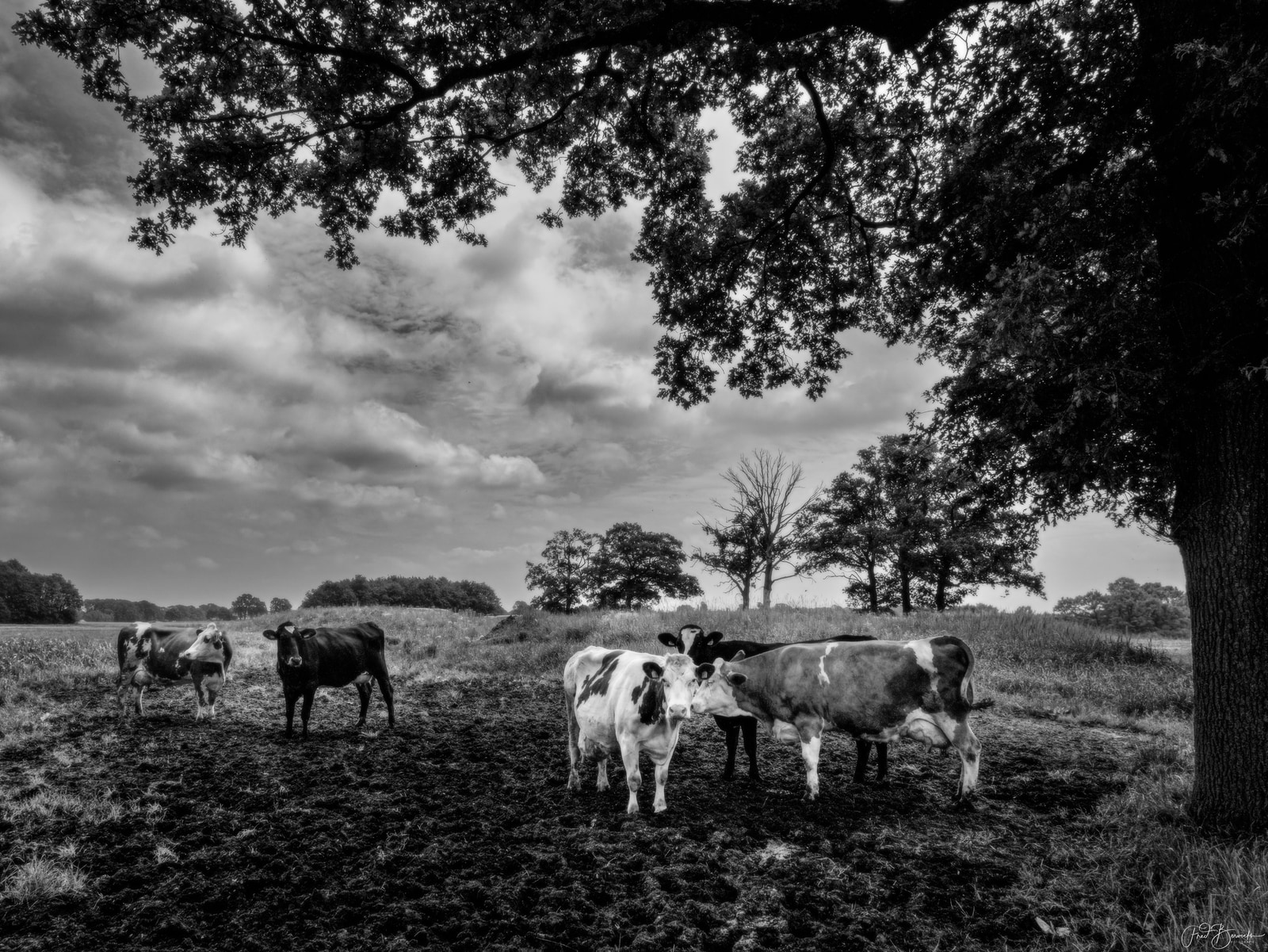 Six cows stand under a large tree in a grassy field with a cloudy sky above.
