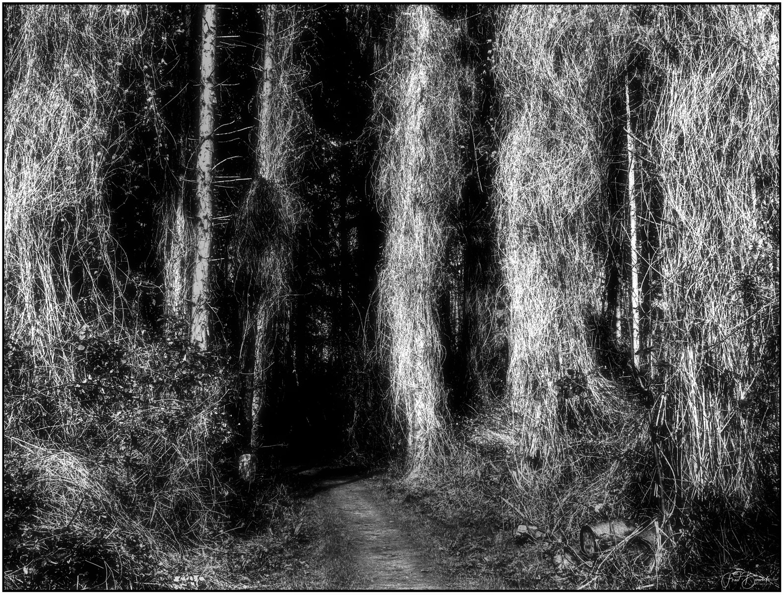 A narrow forest path winds through tall, slender trees with textured bark, leading into deep shadows.