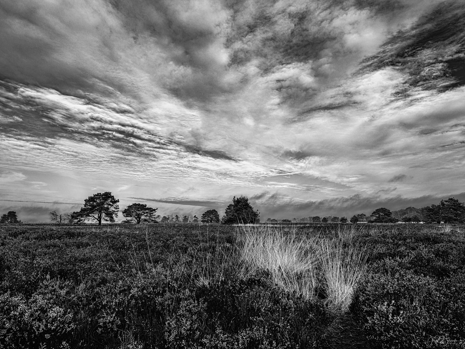 A wide field of tall grass stretches under a dramatic, brooding sky with scattered trees along the horizon.