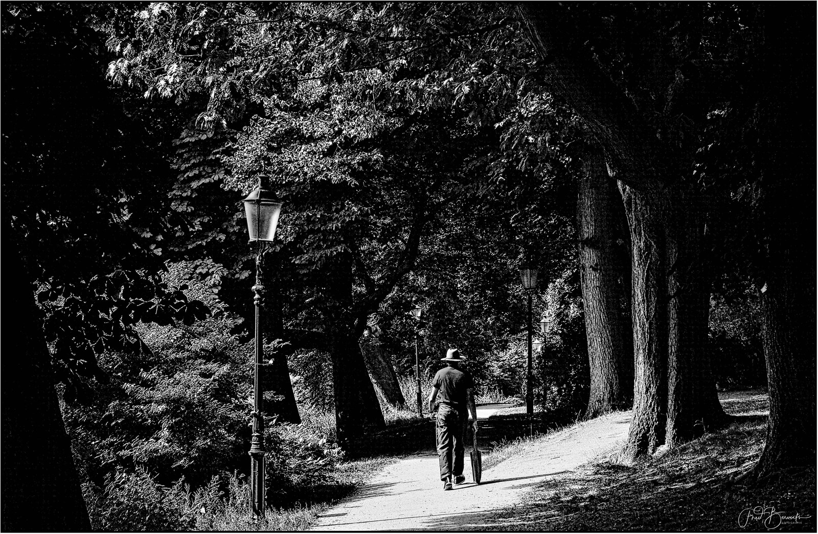 A lone figure in a hat walks down a tree-lined path, framed by tall trees and lampposts in a serene, shaded setting.