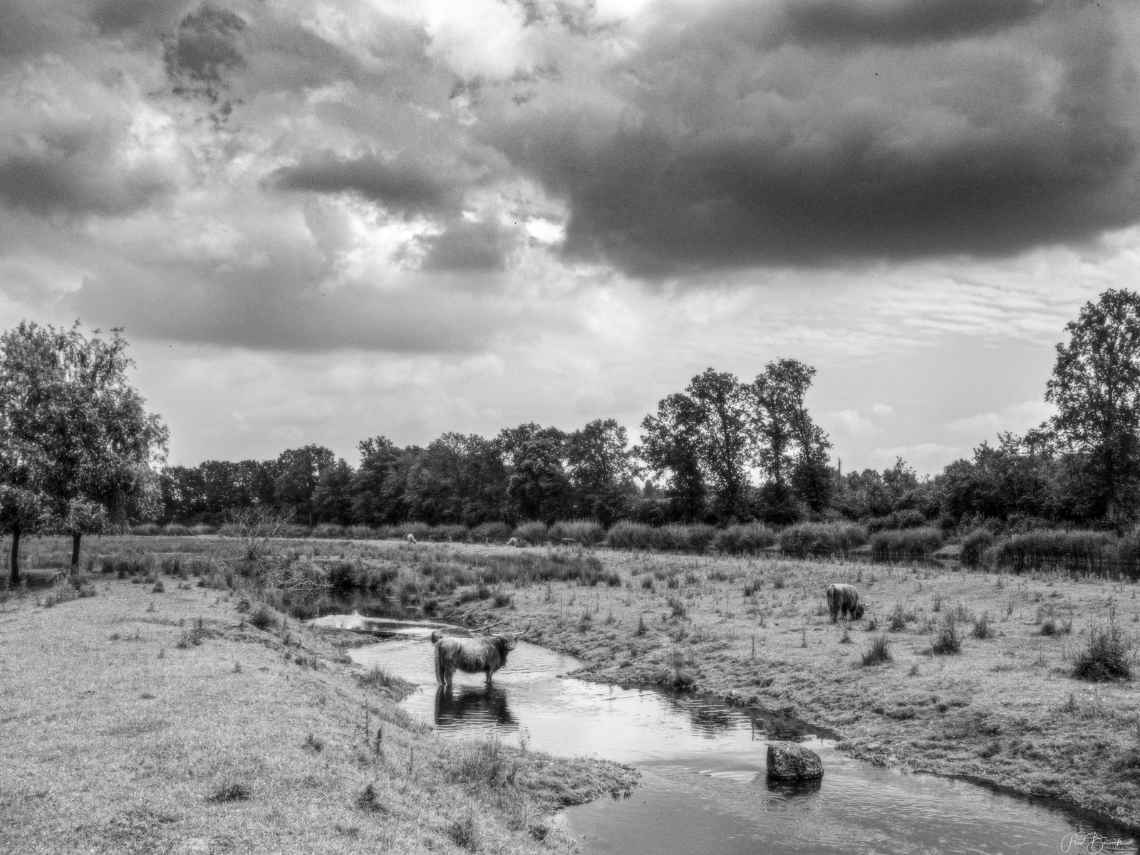A black-and-white landscape shows a river winding through a grassy field with two cattle standing near the water.