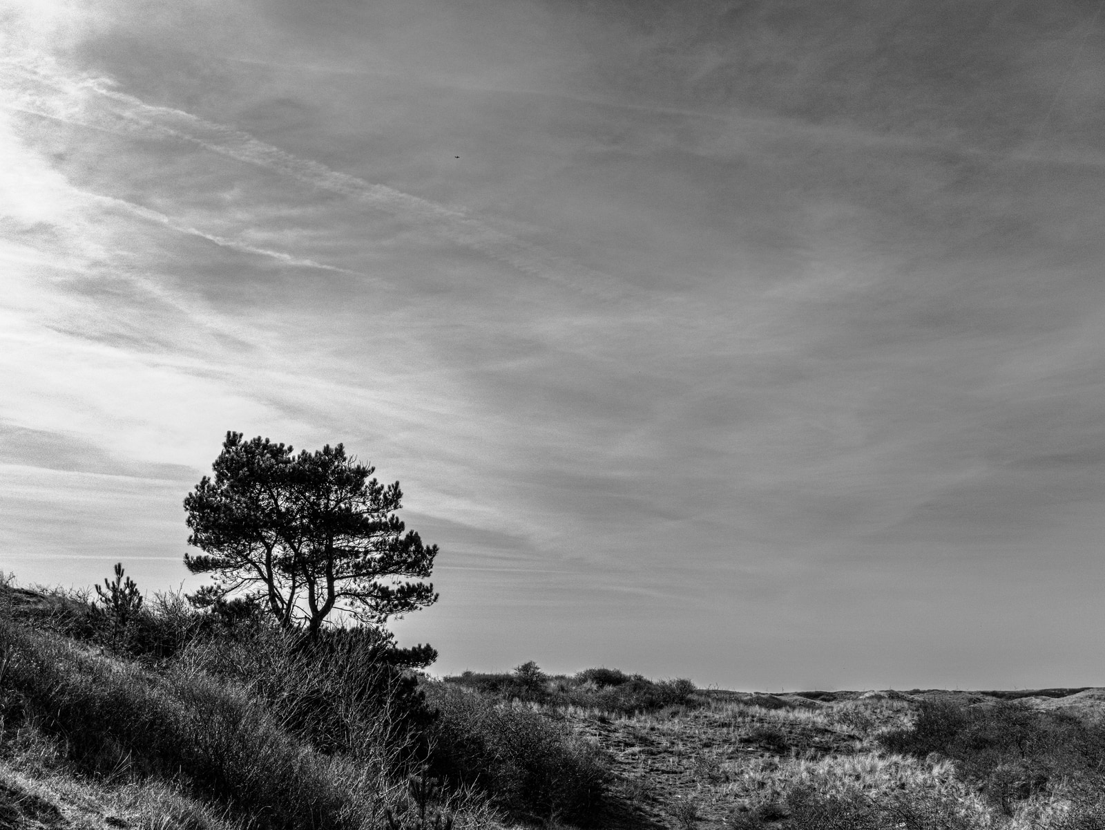 A lone pine tree stands on a sandy dune under a dramatic, overcast sky.